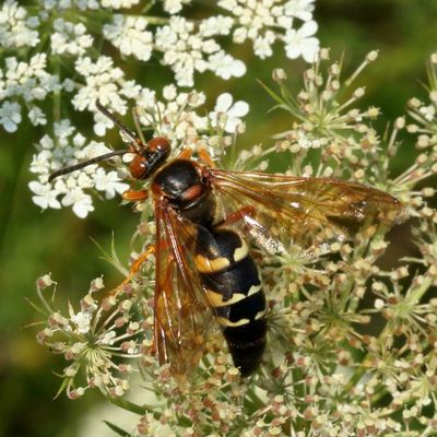 Sphecius speciosus * Eastern Cicada-killer Wasp