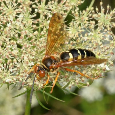 Sphecius speciosus * Eastern Cicada-killer Wasp