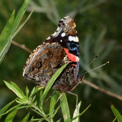 Red Admiral