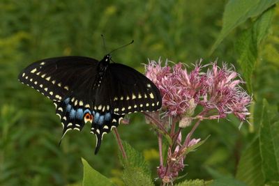 Black Swallowtail ♀