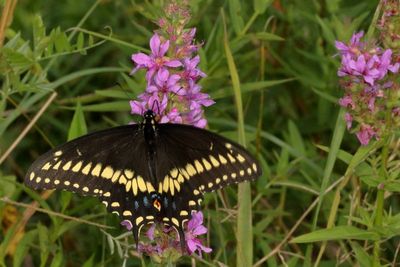 Black Swallowtail ♂