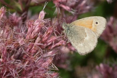 Common Ringlet