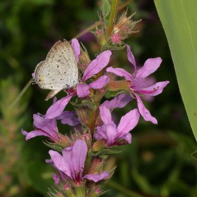 Eastern Tailed-Blue