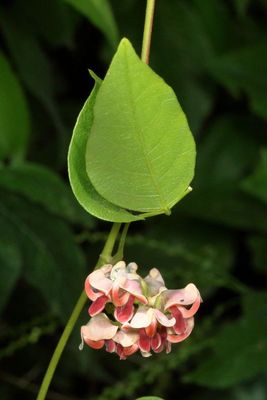 Apios americana * American Groundnut