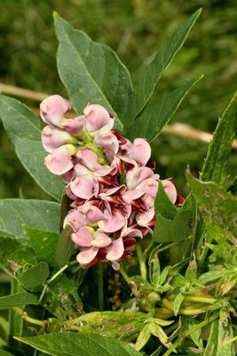 Apios americana * American Groundnut