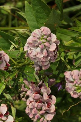 Apios americana * American Groundnut