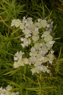 Pycnanthemum tenuifolium * Slender mountain-mint