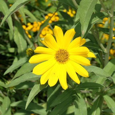 Helianthus maximilian * Maximilian's Sunflower 