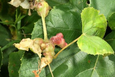 Vitisiella brevicauda * Grape Tumid Gallmaker Midge