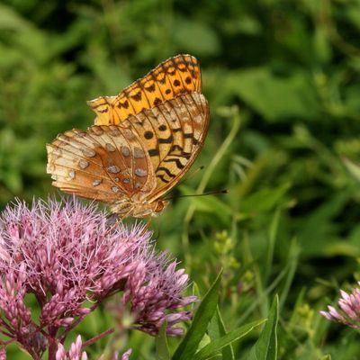 Great Spangled Fritillary