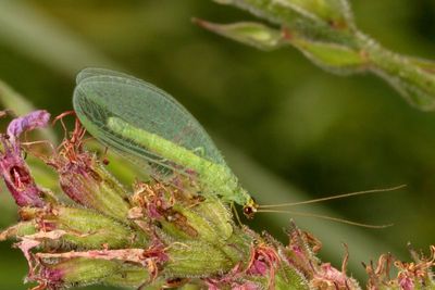 Chrysopa oculata