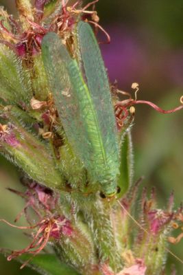 Chrysopa oculata