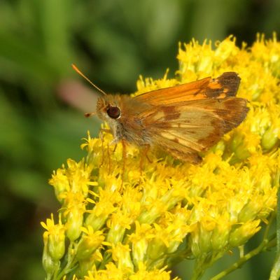 Zabulon Skipper ♂