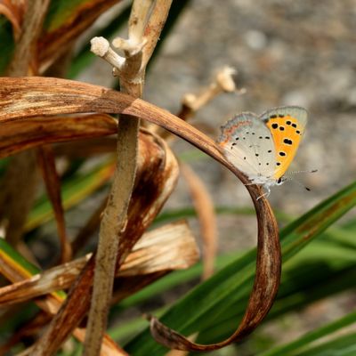 American Copper