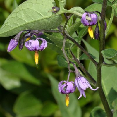 Solanum dulcamara * Climbing Nightshade 