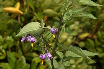 Solanum dulcamara * Climbing Nightshade 