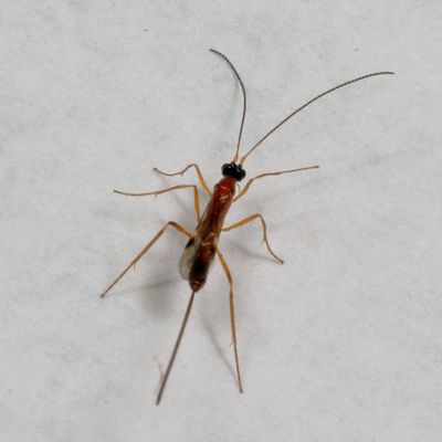 Genus Macrocentrus
