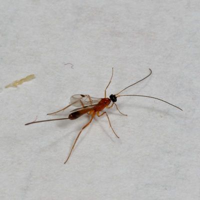 Genus Macrocentrus