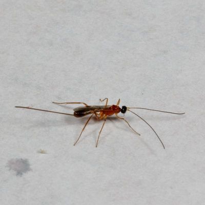 Genus Macrocentrus