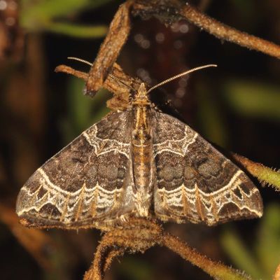 Hodges#7213 * Small Phoenix * Ecliptopera silaceata