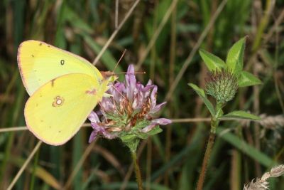 Clouded Sulphur