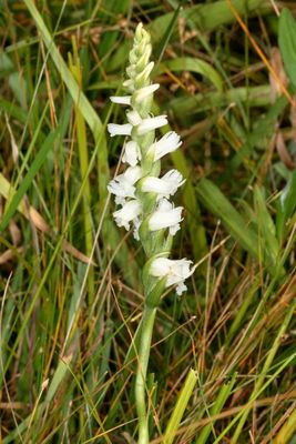 Spiranthes cernua * Nodding Ladies' Tresses