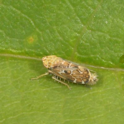 Errastunus ocellaris
