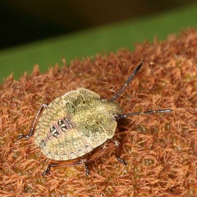 Euschistus-type, early instar