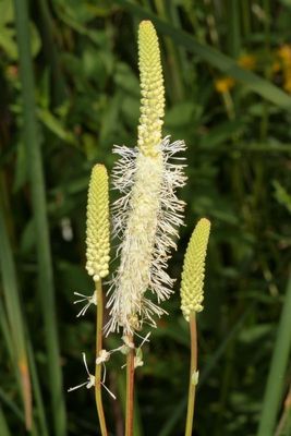 Sanguisorba canadensis * Canada Burnet 
