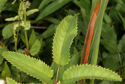 Sanguisorba canadensis * Canada Burnet 