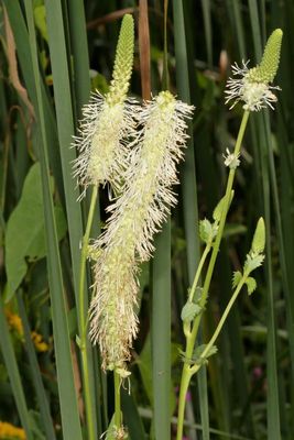 Sanguisorba canadensis * Canada Burnet 