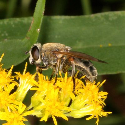 Polydontomyia curvipes ♀