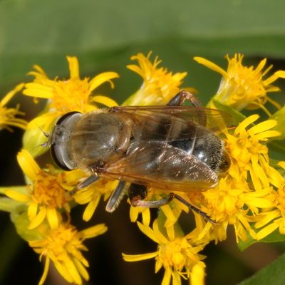 Polydontomyia curvipes ♀