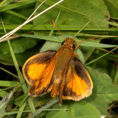 Zabulon Skipper ♂