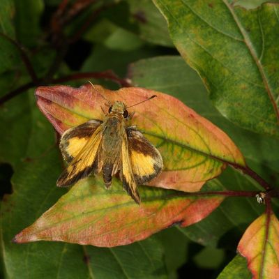 Zabulon Skipper ♂