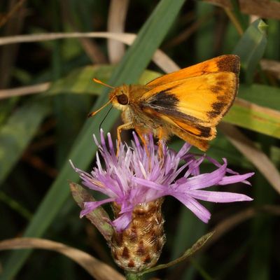 Zabulon Skipper ♂