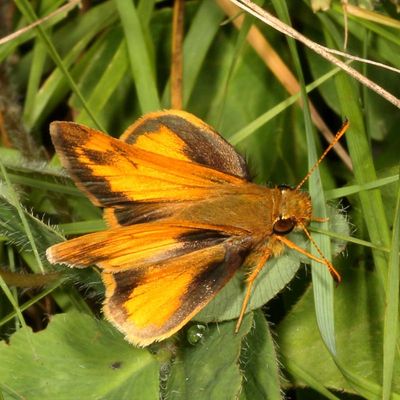 Zabulon Skipper ♂