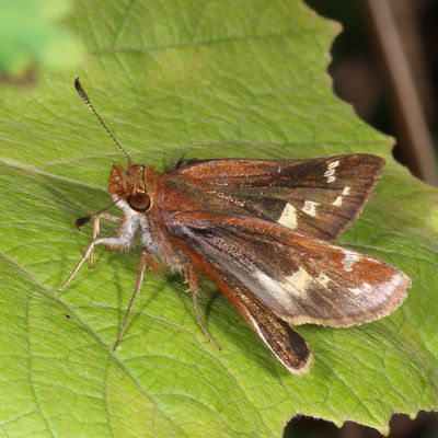 Zabulon Skipper  ♀