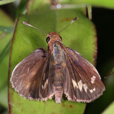 Zabulon Skipper  ♀