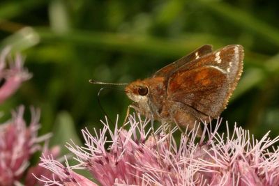 Zabulon Skipper  ♀