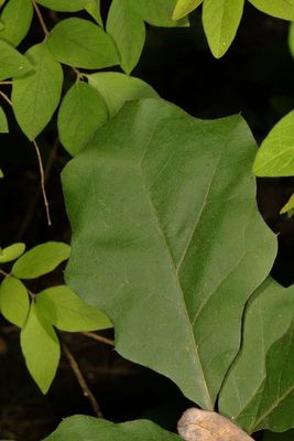 Quercus nigra * Water oak