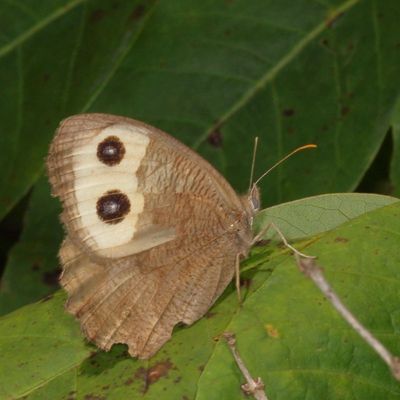 Common Wood-Nymph