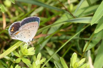 Eastern Tailed-Blue