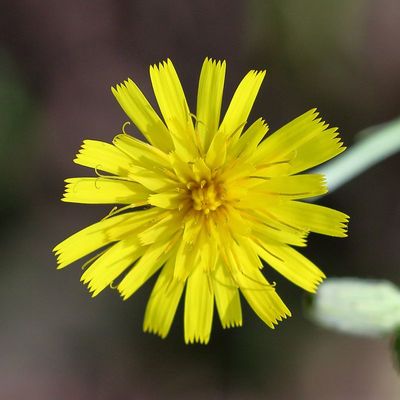 Hieracium sabaudum * New England hawkweed