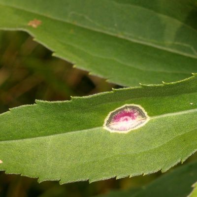 Carbonifera Goldenrod Gall Midge * Asteromyia carbonifera