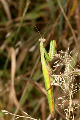 European Mantis