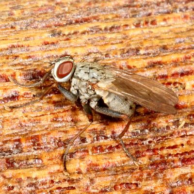Subfamily Coenosiinae