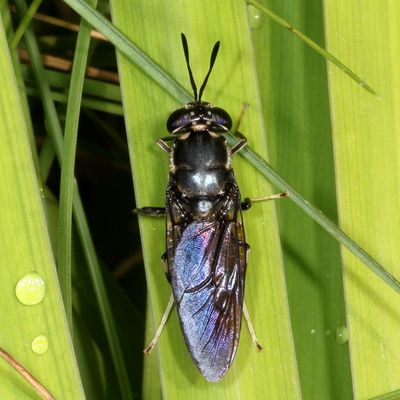 Hermetia illucens * Black Soldier Fly