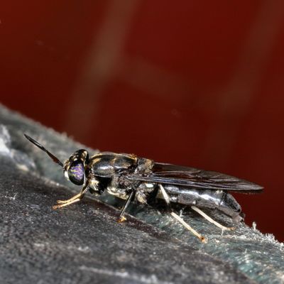 Hermetia illucens * Black Soldier Fly