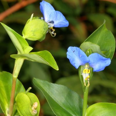 Commelina communis * Asiatic Dayflower
